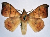 Hapsimachogonia hapsimachus